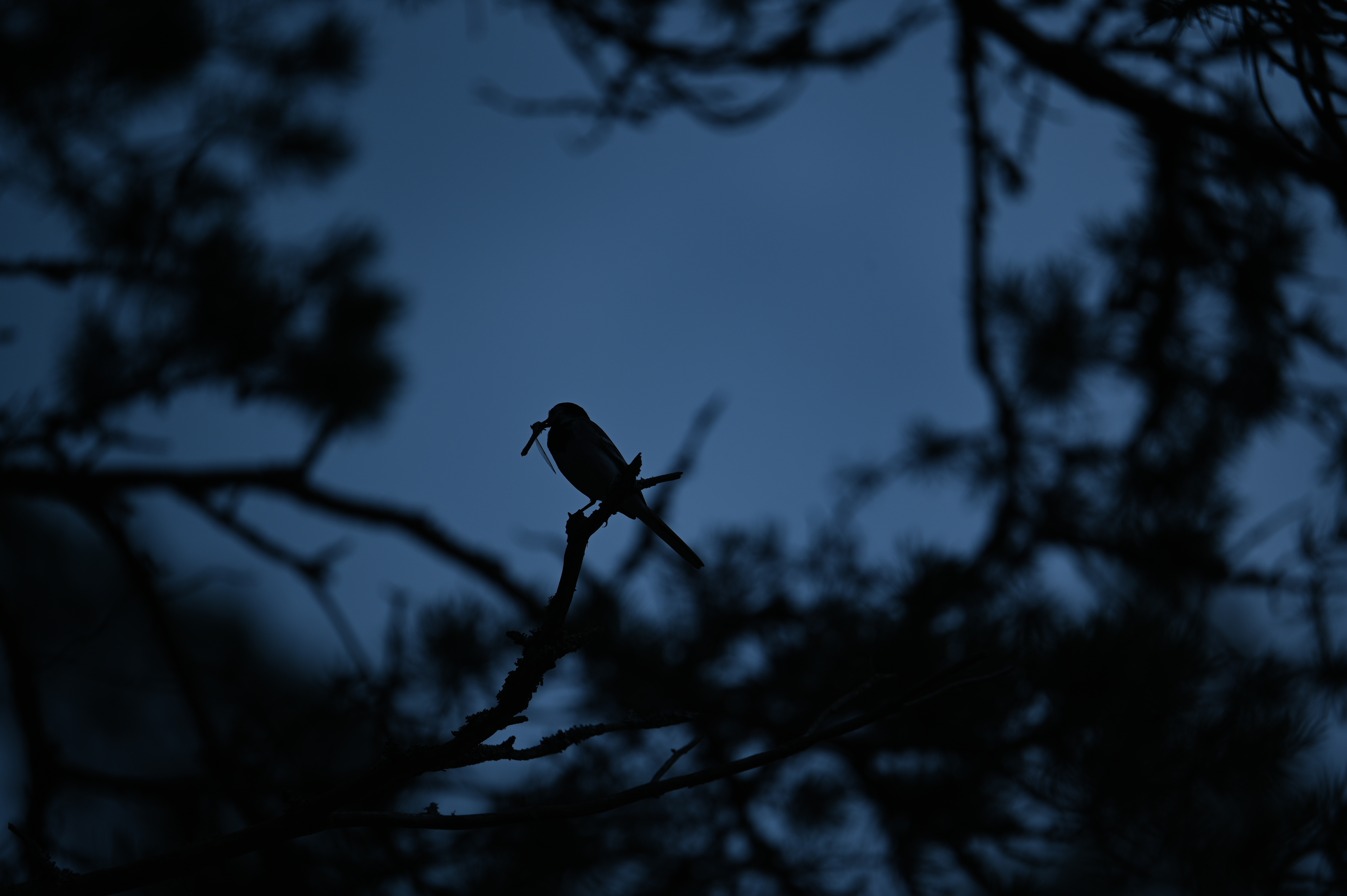 2025/07/09-14 - trip/DSC_0373.JPG